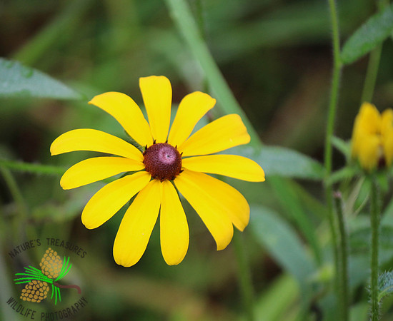 Black-eyed Susan