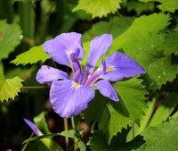 Wild Iris
