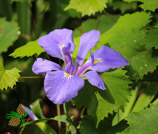 Wild Iris