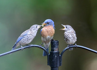 Bluebird dad feeding young