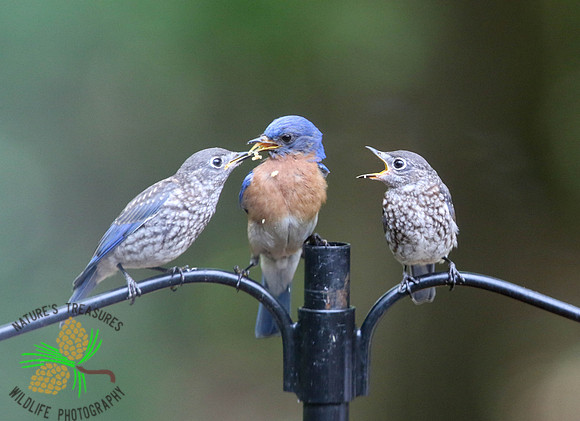 Bluebird dad feeding young