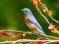 Bluebird in bittersweet