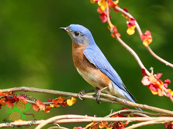 Bluebird in bittersweet