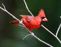 Cardinal on bare limb
