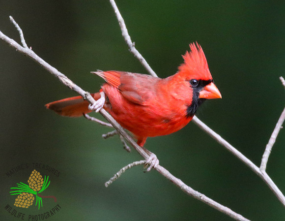 Cardinal on bare limb