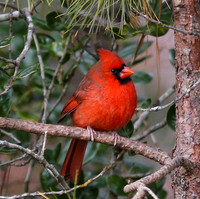 Cardinal in pine tree