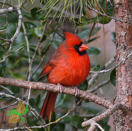 Cardinal in pine tree