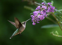 Hummingbird feeding at butterfly bush