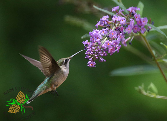 Hummingbird feeding at butterfly bush