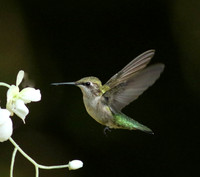 Hummingbird with white flowers