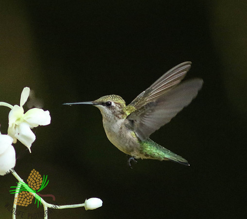 Hummingbird with white flowers