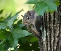 Squirrel peeking out of leaves