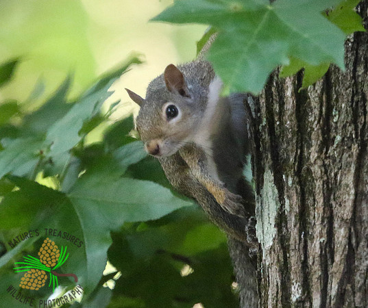 Squirrel peeking out of leaves