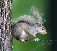 Squirrel ready to launch