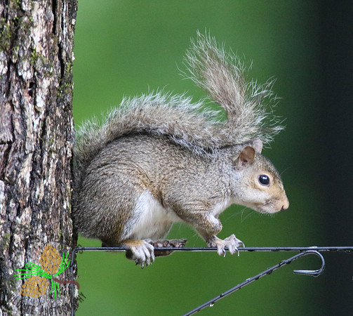 Squirrel ready to launch