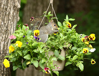 Squirrel "smelling" the flowers