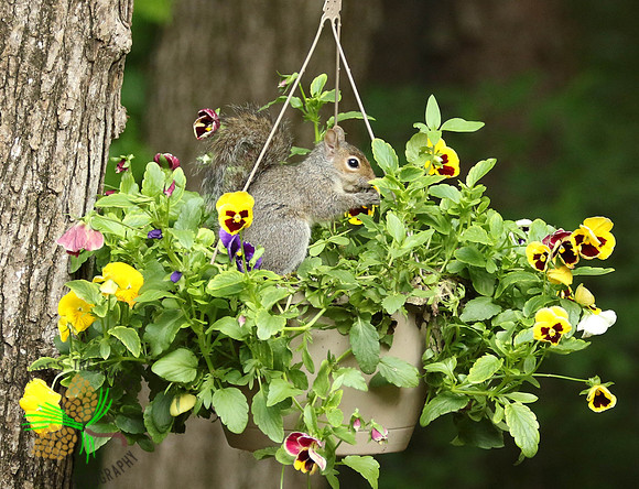 Squirrel "smelling" the flowers