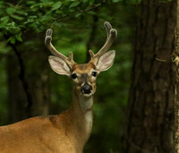Buck #4 - head shot in velvet