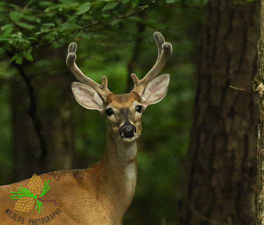 Buck #4 - head shot in velvet