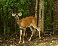 Buck #4 - full side view