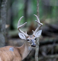 Buck #5