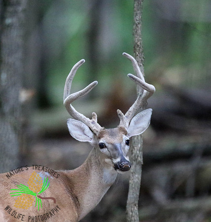 Buck #5