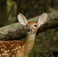 Do my ears look too big?