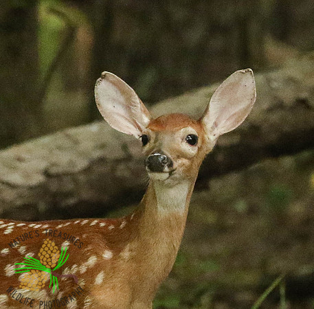 Do my ears look too big?