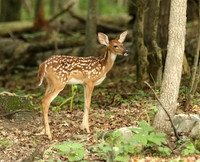 Fawn in woods - #2