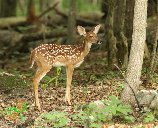 Fawn in woods - #2