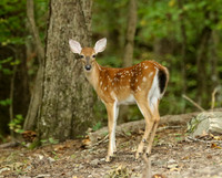 Fawn in woods - #3