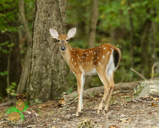 Fawn in woods - #3