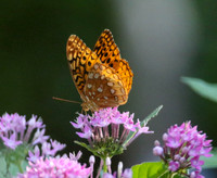 Variegated fritillary #1925