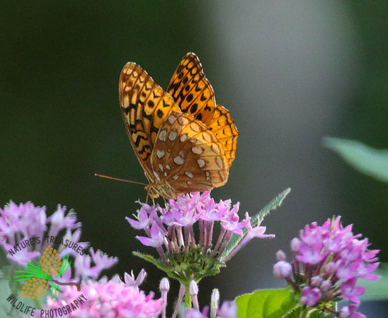 Variegated fritillary #1925