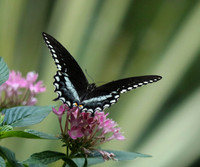 Black swallowtail #4802