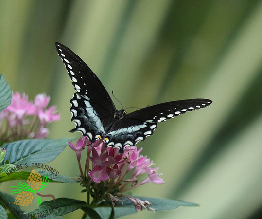 Black swallowtail #4802