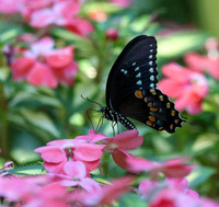 Spicebush swallowtail #4871