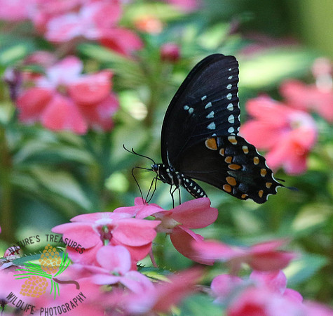 Spicebush swallowtail #4871