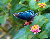 Red-spotted purple #4539