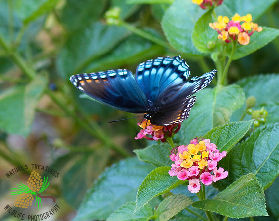 Red-spotted purple #4539
