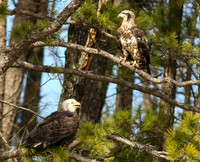 Two eagles of varying ages