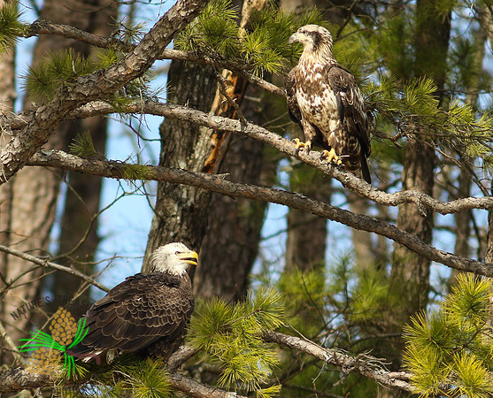 Two eagles of varying ages