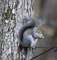 Squirrel with "lunch"