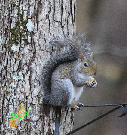 Squirrel with "lunch"