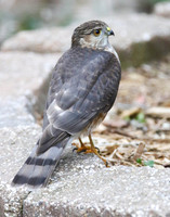 Merlin