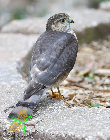 Merlin