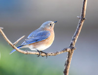 Bluebird sitting in sun on limb
