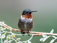 Hummingbird with orange throat sitting on limb