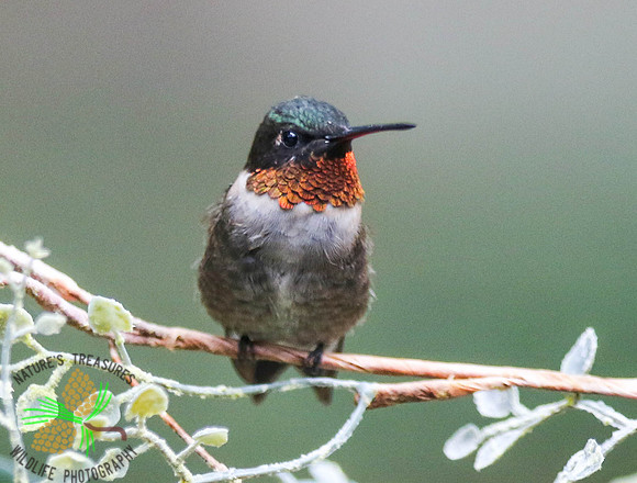 Hummingbird with orange throat sitting on limb