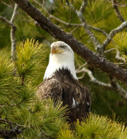 Bald eagle - head shot